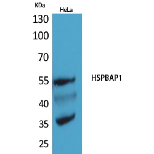 HSPBAP1 Antibody (311-360 aa, Internal)