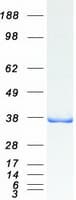 Human QKI Protein (Recombinant Myc-DDK (Flag))