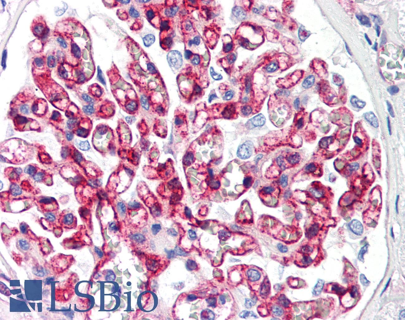 PathPlus™ B2M / Beta 2 Microglobulin Antibody (clone B2M-01)