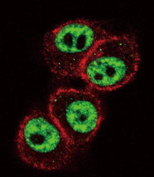 Polyclonal Rabbit anti-Human AML1 / RUNX1 Antibody (Ser276, IHC, IF, WB)