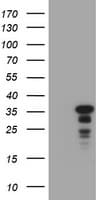 JUN / c-Jun Antibody (clone OTI10C2, Carrier-free)