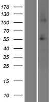 SSC4D / SRCRB4D Protein (Over-Expression Lysate Myc-DDK (Flag))