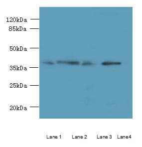 C8orf48 Antibody