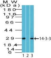 YWHAQ / 14-3-3 Theta Antibody (aa40-90)