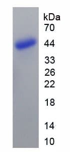 Mouse BMP10 Protein (Recombinant His-GST)