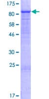 Human GIMAP8 Protein (Recombinant GST)