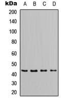 Polyclonal Rabbit anti-Human APOL1 / Apolipoprotein L Antibody (Internal, WB)