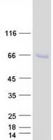 Human SPATA18 / MIEAP Protein (Recombinant Myc-DDK (Flag))