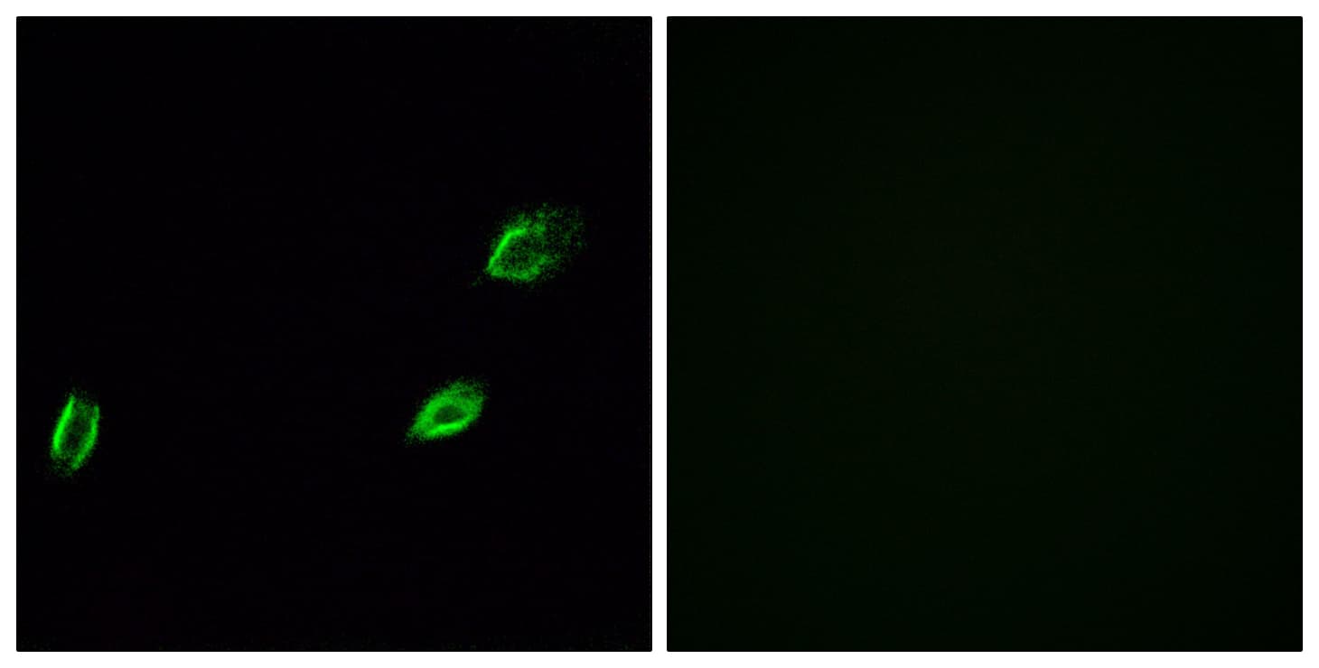 Polyclonal Rabbit anti-Human OLFML2A Antibody (aa311-360, IF, WB)