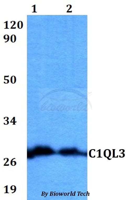 Polyclonal Rabbit anti-Human C1QL3 Antibody (WB)