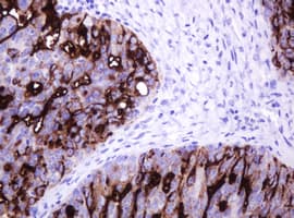 EMA / MUC1 Antibody (clone OTI2F6)