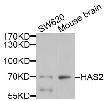HAS2 Antibody