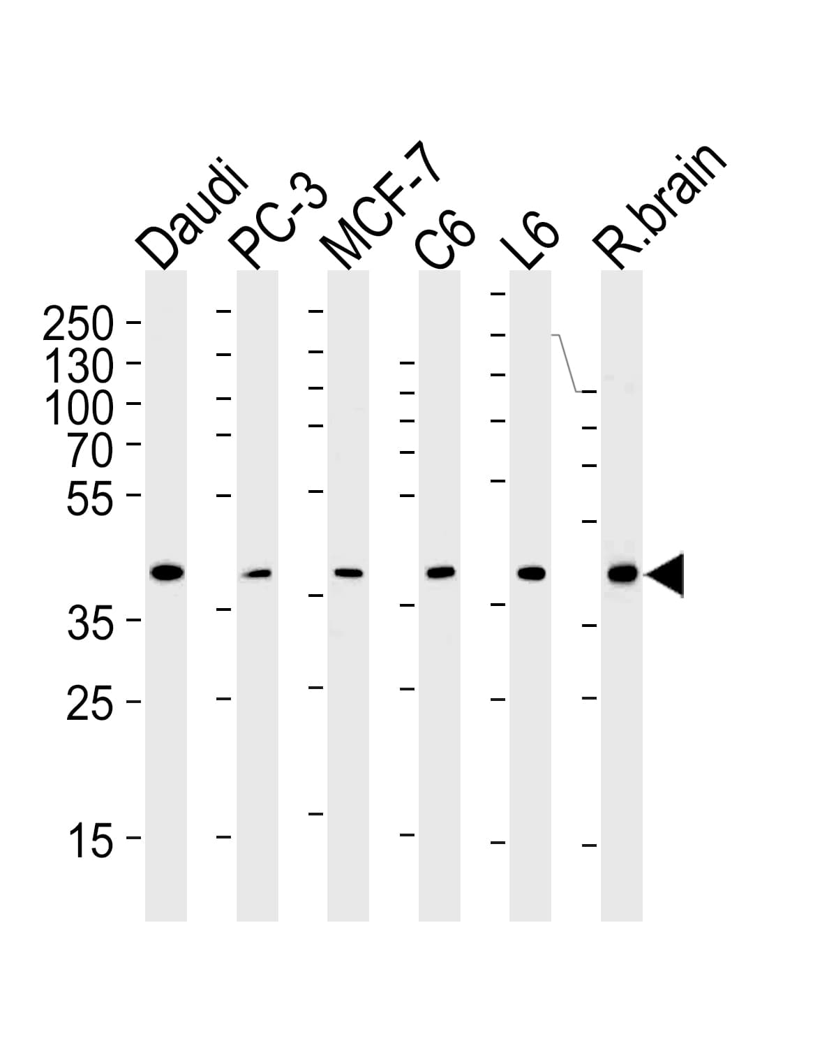 CREB3L4 / AIBZIP Antibody (aa1-300, clone 1165CT16.1.1)