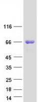 Human EPN2 Protein (Recombinant Myc-DDK (Flag))