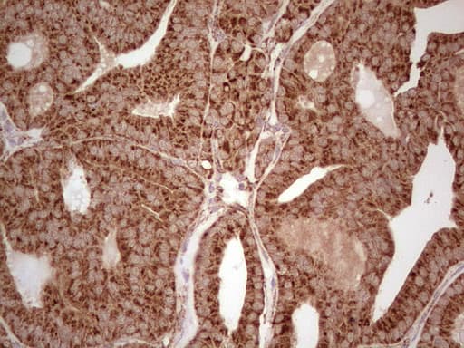 MTOR Antibody (aa1766-2144, clone 10B4, Carrier-free)