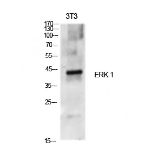MAPK3 / ERK1 Antibody (130-210 aa, Internal)