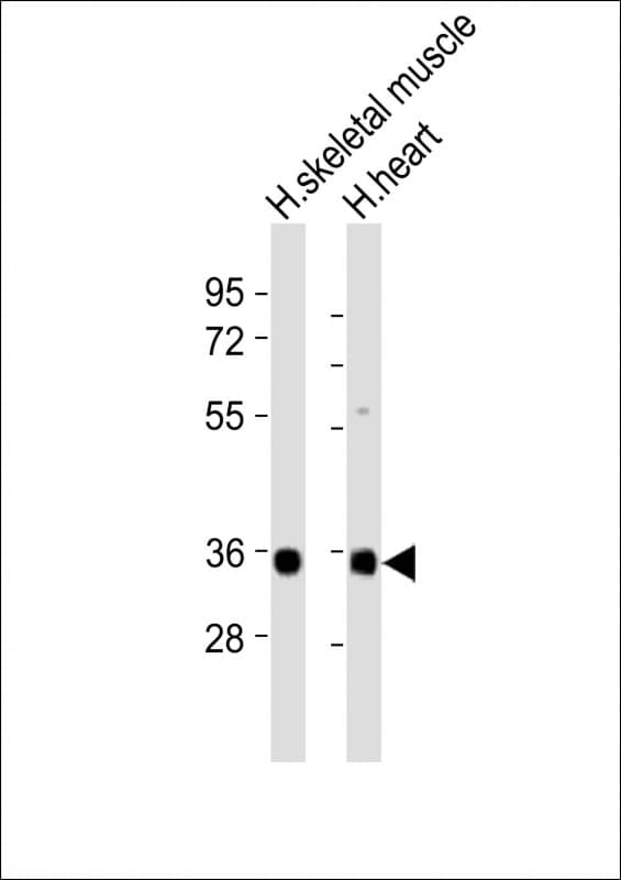 SCGF Antibody
