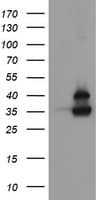 OTUB1 / OTU1 Antibody (clone OTI5F6, Carrier-free)