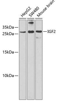IGF2 Antibody
