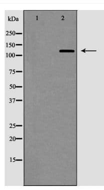 VCL / Vinculin Antibody
