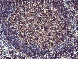 CYP2B6 Antibody (clone OTI3D5)
