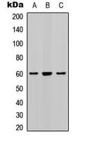 SMAD2 Antibody (phospho-Ser467)