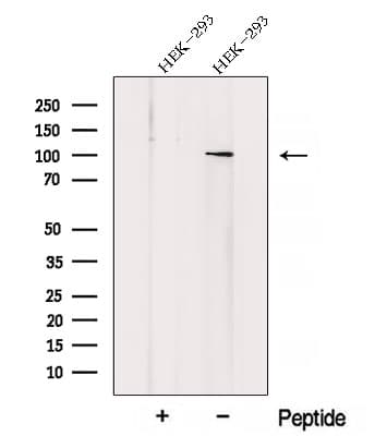 ZHX1 Antibody