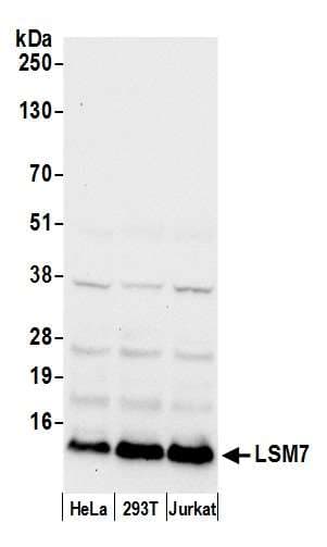 LSM7 Antibody (aa53-103)
