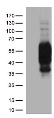 Monoclonal Mouse anti-Human PDCD1 / CD279 / PD-1 Antibody (clone UMAB199, IHC, IF, WB)