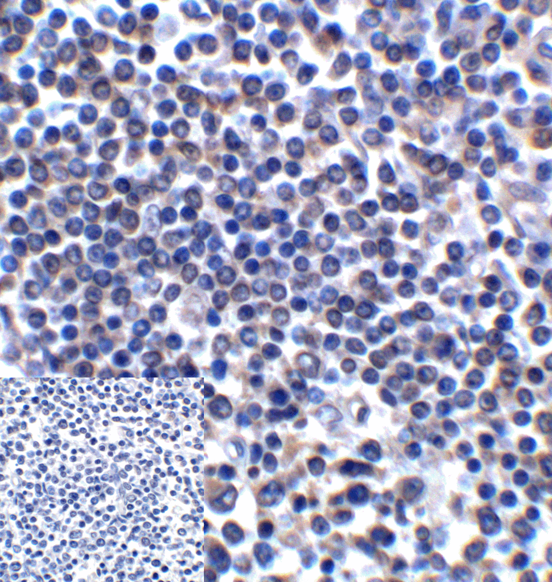 CD276 / B7-H3 Antibody (clone 4H3)