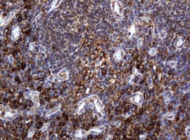 POGK Antibody (clone OTI3D2)