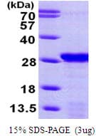 Human PDAP1 Protein (Recombinant His)