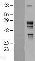 Human NR2C2 / TAK1 Protein (Over-Expression Lysate Myc-DDK (Flag))