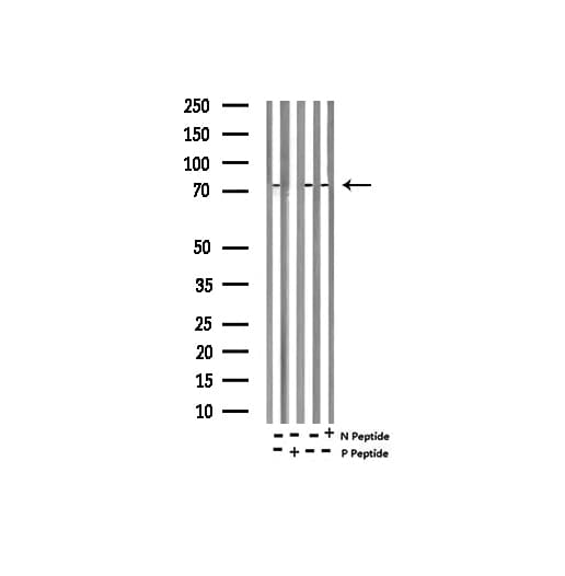 MYB / c-Myb Antibody (phospho-Ser532)