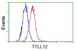 KIAA0153 / TTLL12 Antibody (clone OTI2H10)