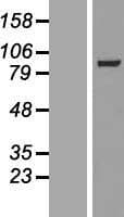 MAP4K5 Protein (Over-Expression Lysate Myc-DDK (Flag))