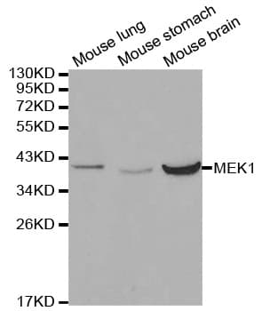 MAP2K1 / MKK1 / MEK1 Antibody