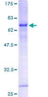 Human PARVB Protein (Recombinant GST)