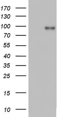 ACE2 / ACE-2 Antibody (aa18-237, clone OTI4C5)