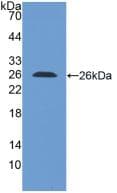 ILT2 / CD85 Antibody (aa223-410)