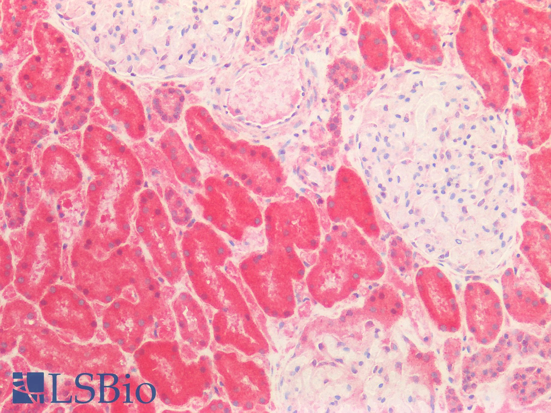 PathPlus™ HSPA9 / Mortalin / GRP75 Antibody (C-Terminus)