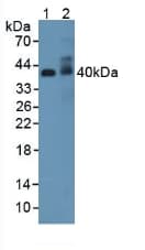 ADIPOR2 Antibody (aa1-147, PE)