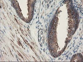 SENP2 Antibody (aa139-523, clone OTI1B8)
