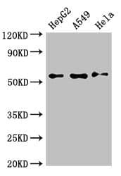 Polyclonal Rabbit anti-Human PVRL2 / CD112 Antibody (WB)