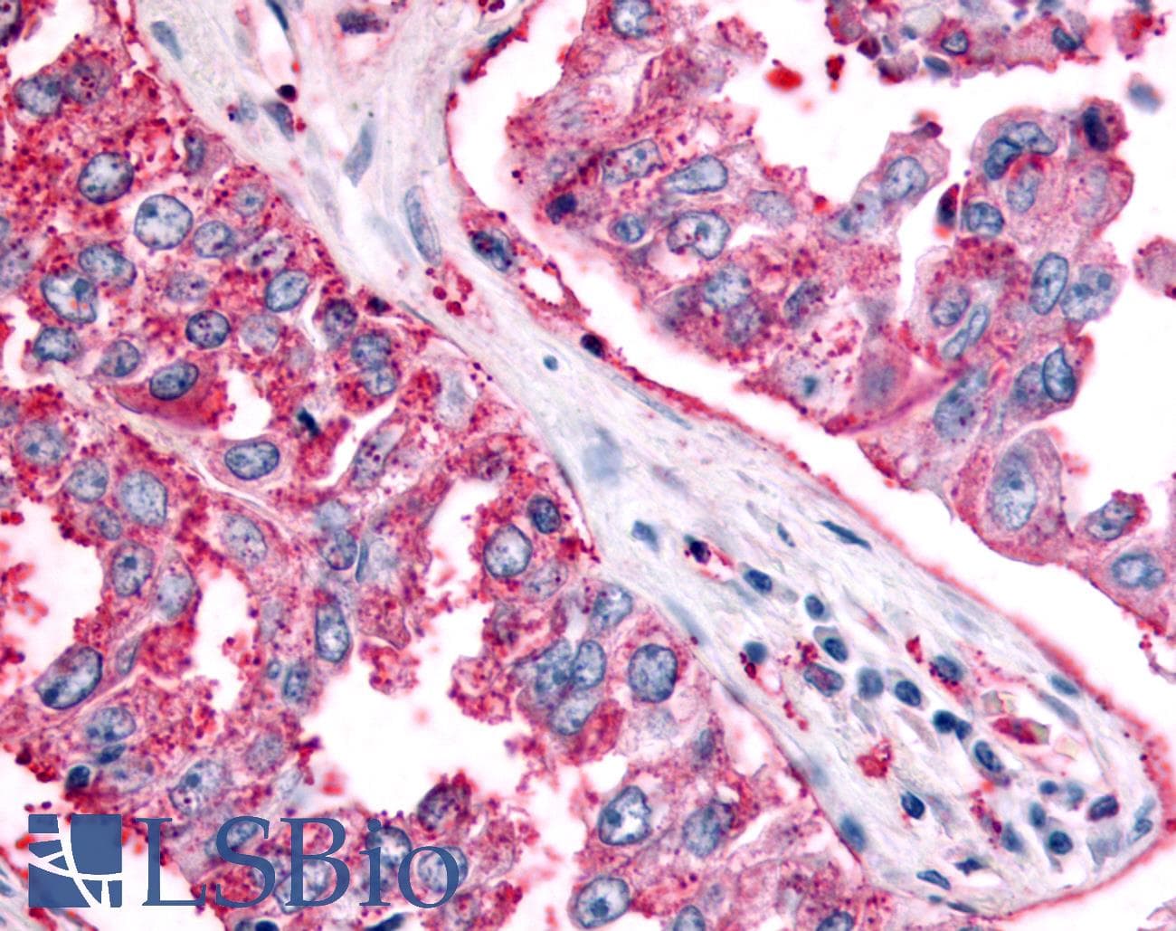 PathPlus™ SGK2 Antibody (Kinase Domain)