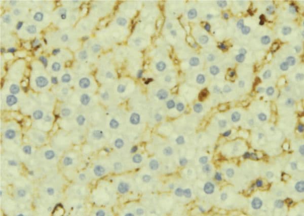 CCL21 / SLC Antibody