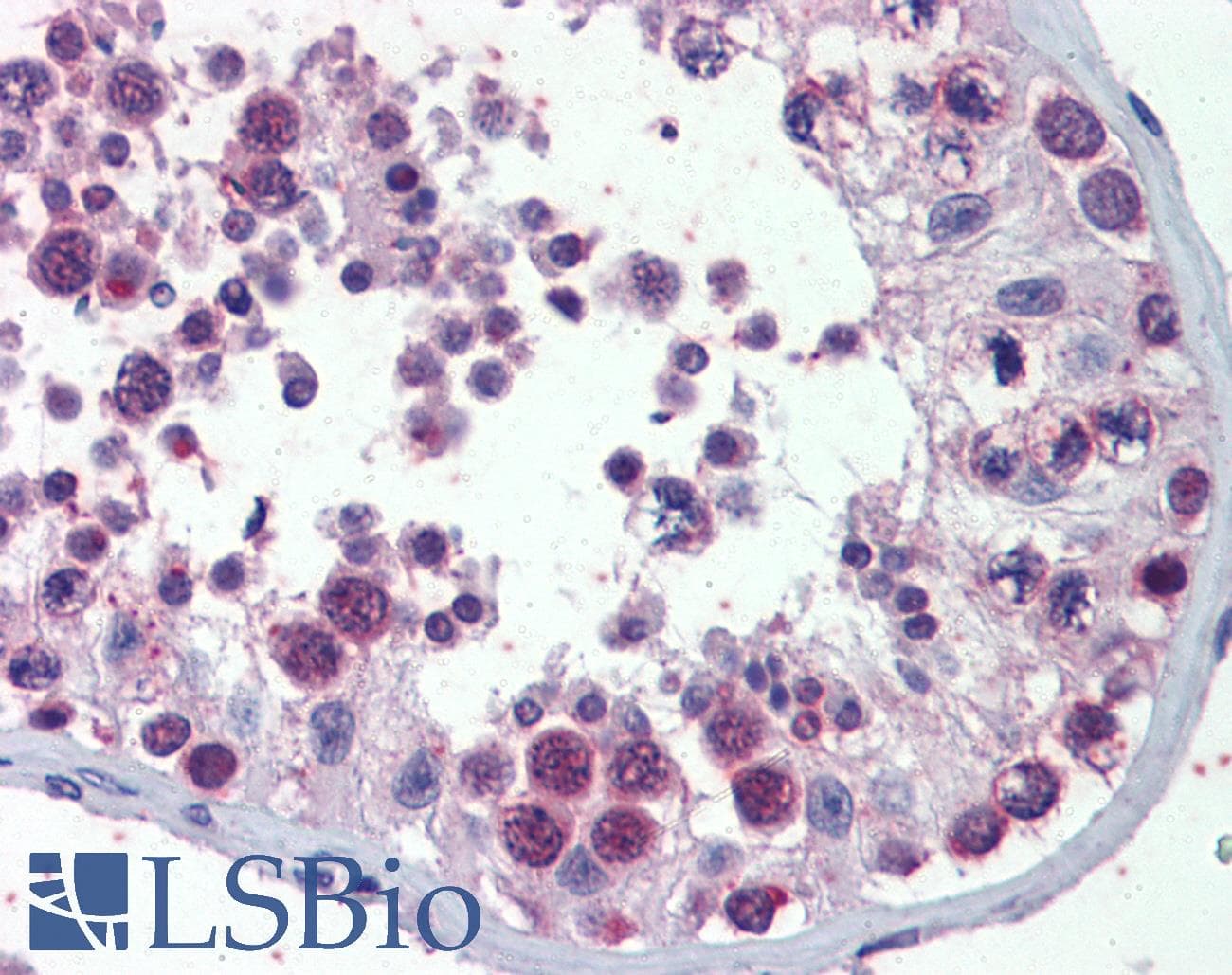 IHC-plus™ PILRB Antibody