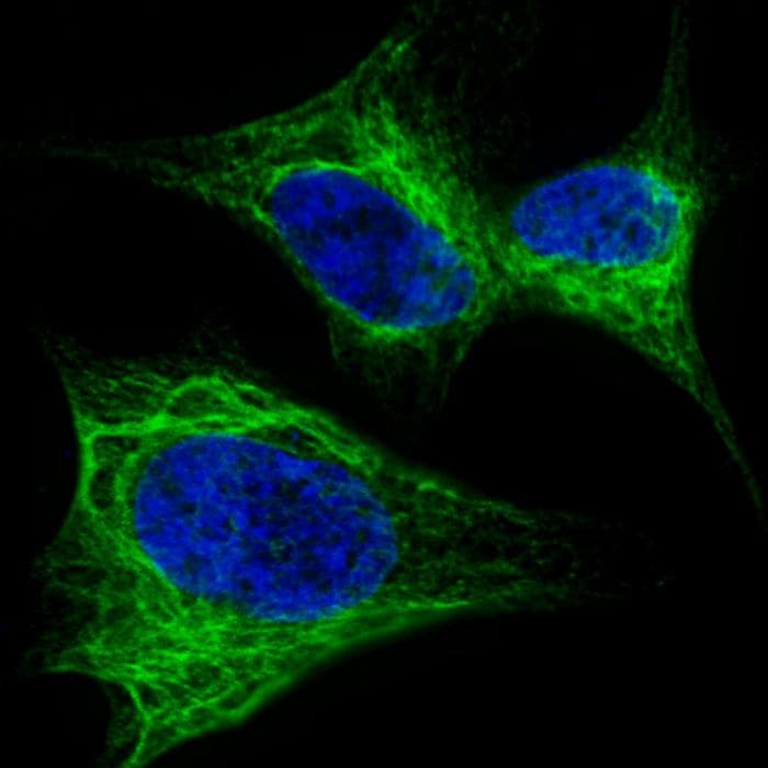 NES / Nestin Antibody (Ser1409)