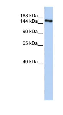 ZNF236 Antibody (aa1541-1590)
