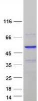 Human POLDIP3 / p46 Protein (Recombinant Myc-DDK (Flag))